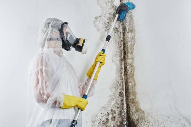 Best Commercial Mold Remediation in Canyon Day, AZ