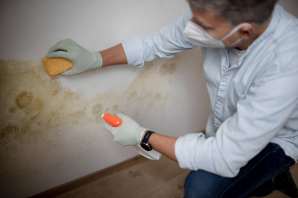 Best Mold Testing and Inspection Services in Canyon Day, AZ